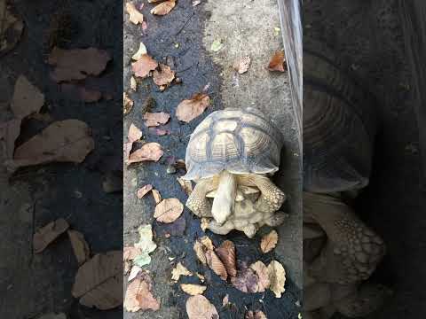 Turtle mating,funny