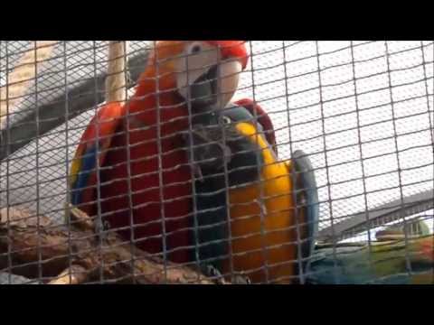 guacamayos loroparque