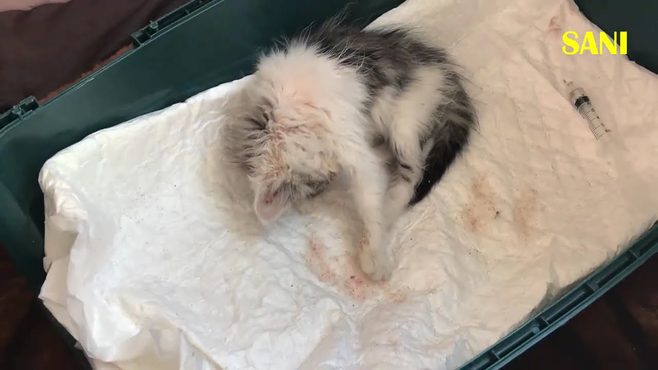 Мы никогда не видели столько блох! Спасение котенка. Котенок ищет дом! SANI vlog