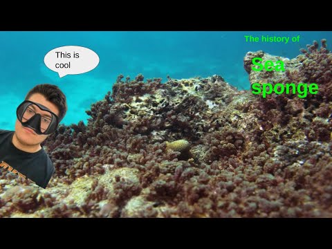 the history of sea sponge's
