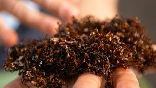 Algae, The New Super Plant
