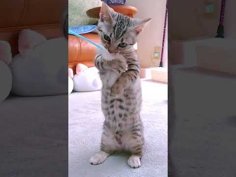 youtube-動物記事1970/01/01 09:00:00