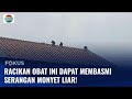 Basmi Monyet Liar Yang Merambah Pemukiman Dan Kebun Warga Dengan Racikan Obat Ini Fokus