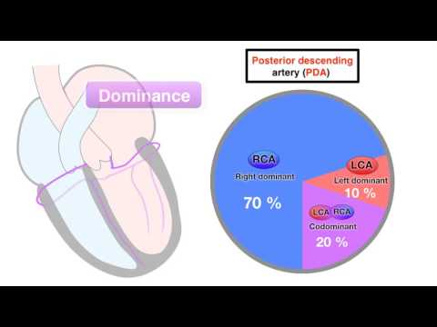 Ischemia 2/7 - Coronary anatomy