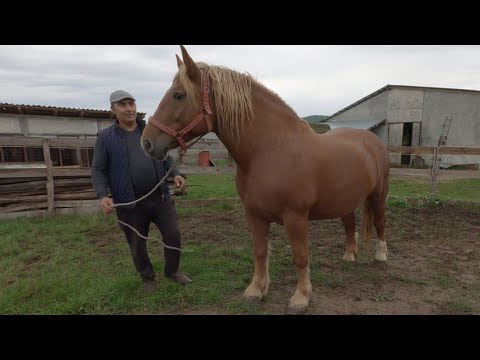 Mr. Cristea Nicu's mare from Bogei - Bihor