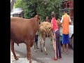 Happy Cow Matting At Home