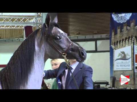 N.25 MINERVA J - Wels 2016 - Fillies 2 years old (Class 3A)