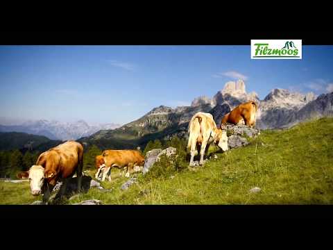 Das Leben auf der Alm in Filzmoos