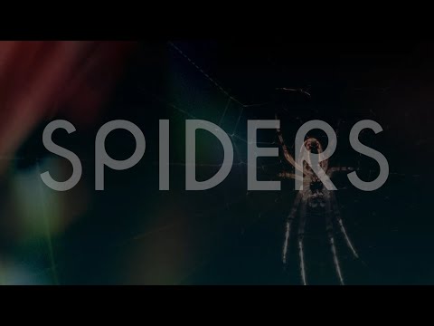 Spiders