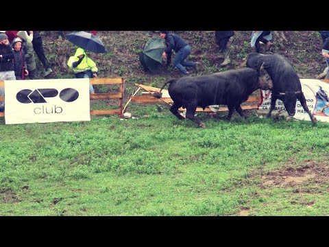 ŽDRALONJA OD BATARA I KOBRICA OD MARTINE BRONZANI MAJDAN 2022 KORIDA