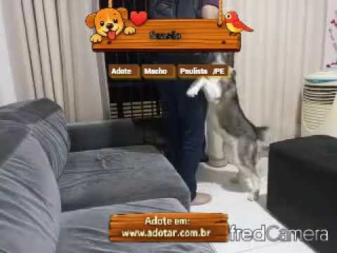Vídeo de Sansão