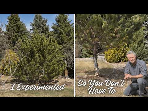 Should I Prune Up The Lower Branches On My Pine Tree?