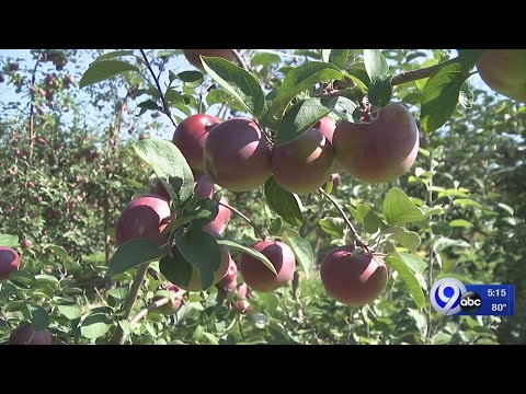 download lagu mp3 mp4 Mcintosh Red Apples Season, download lagu Mcintosh Red Apples Season gratis, unduh video klip Mcintosh Red Apples Season