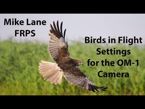 OM-1 Birds in Flight settings