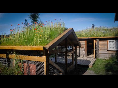 How to make a Grass Roof - Norwegian style Sod roof Torvtak with flowers