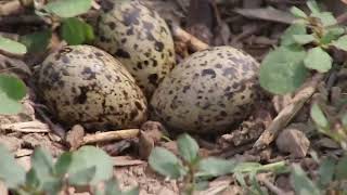 bird hatching eggs | incubator for chicken eggs 2022