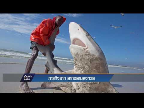 แชมพูยาสำหรับโรคสะเก็ดเงิน การบำบัดรักษาโรคสะเก็ดเงินมาตรฐาน
