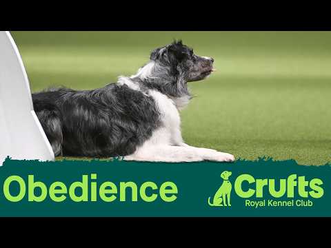 Obedience Day 2 LIVE | Inter-Regional Obedience | Crufts 2026