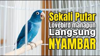 Download lagu Lovebird GACOR Ngekek Panjang !! Buat Pancingan Lovebird, DIAM Langsung NYAUT!!! mp3