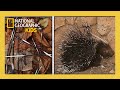 Super Animals Full Episode 💥 | Ultimate Defenders ⚔️🛡️ | ‪@natgeokids