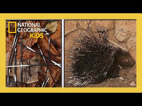 Super Animals Full Episode 💥 | Ultimate Defenders ⚔️🛡️ | ‪@natgeokids