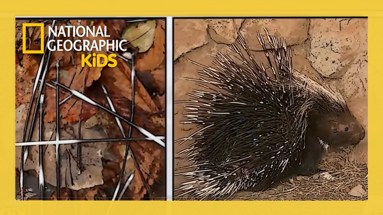 Super Animals Full Episode 💥 | Ultimate Defenders ⚔️🛡️ | ‪@natgeokids