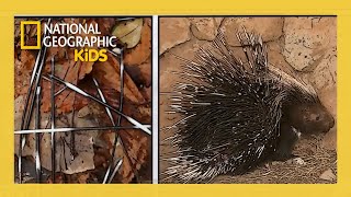 Super Animals Full Episode 💥 | Ultimate Defenders ⚔️🛡️ | ‪@natgeokids