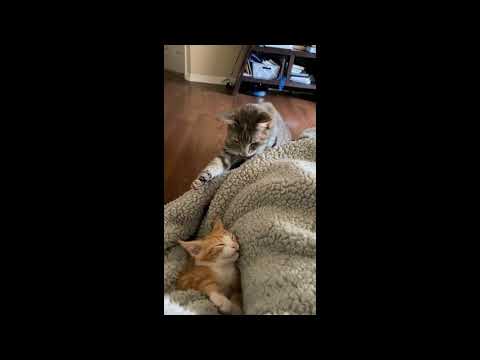 Animals Being Jerks | #shorts | r/animalsbeingjerks