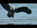 Bald Headed Eagle catches salmon