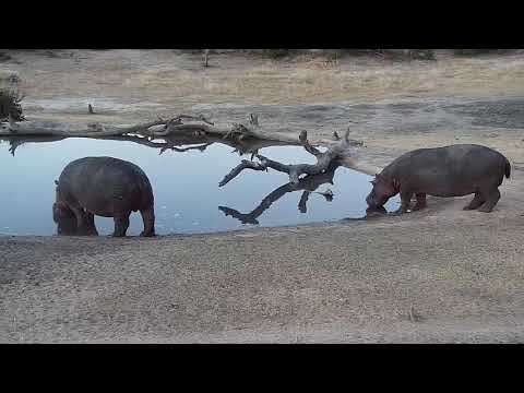 Djuma: Two Hippos arrive for nightly soak - 17:50 -  09/09/19