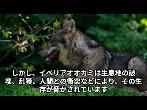 イベリアオオカミ