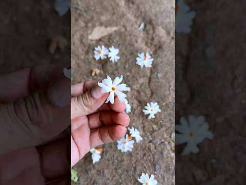 Sheuli 😍😍 #garden #gardening #flowers #october