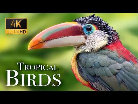 Tropical Birds In Beautiful Bird Sounds Of Rainforest