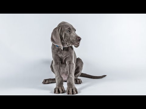 Lab And Weimaraner
