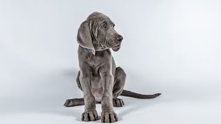 Weimaraner vs Labrador: Which is Right for You