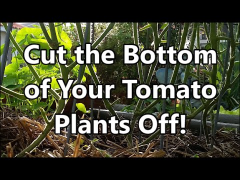 , title : 'Cut the Bottom of your Tomato Plants Off!'