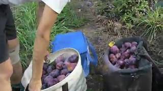 preview picture of video 'plum picking in australia'