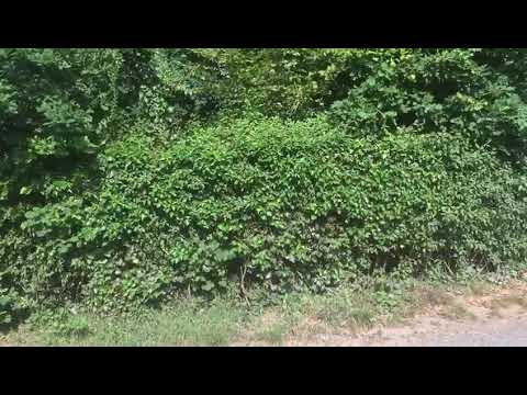 #hiking_neighbors Rheinsteig Etappe 3