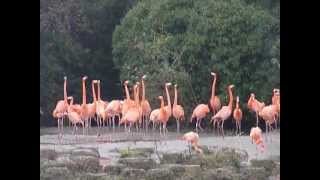 preview picture of video 'Caribbean flamingo display (winter 2013)'