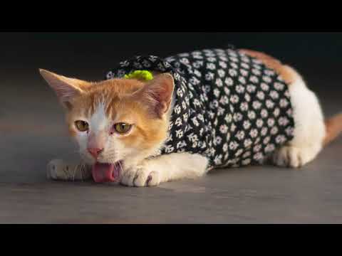 Meanwhile Marco on the rooftop