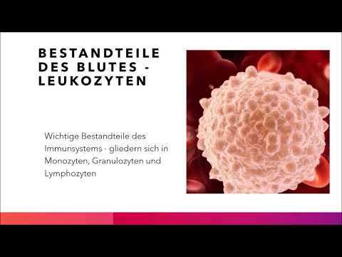 Das Blut - Ein Überblick