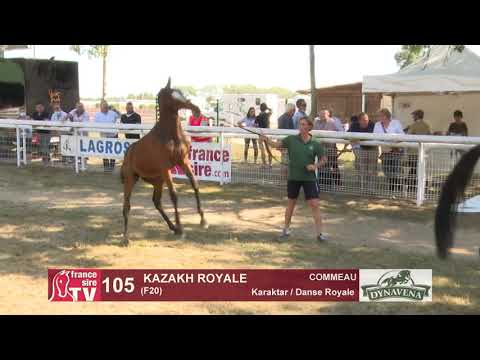 Chaser Day 2020   Lot 105