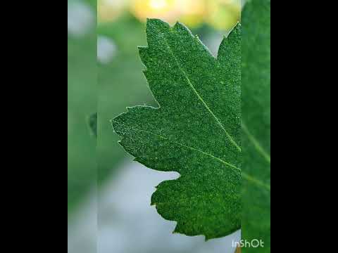 #shorts#natures🍀#click by me🌸😌#Chumki Das