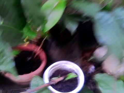 Draaiwinti[googan everyday]