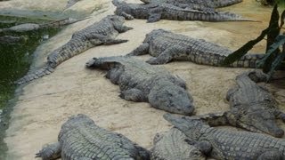 preview picture of video 'La ferme aux crocodiles-1  Pierrelatte- ( Drôme)'