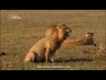 Harimau Lucu