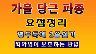 [텃밭농부 1,648]  평두둑에 2줄로 가을 당근파종하고 보호하는 요점정리. #당근재배