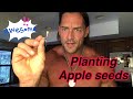 Starting an Apple Tree from a seed.