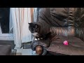 Cats Waiting To Be Fed