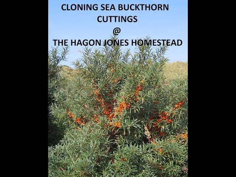 How to clone Sea Buckthorn with cuttings @ The Hagon Jones Homestead.